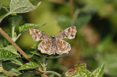 Systasea pulverulenta