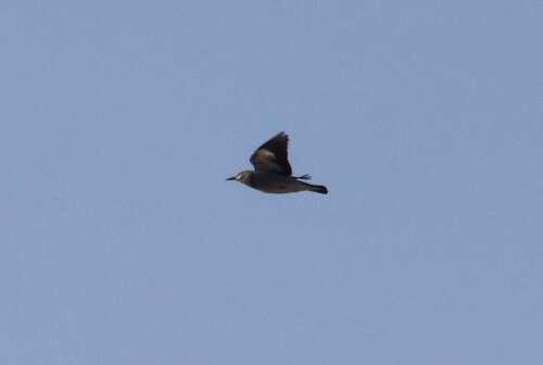 Red-billed Starling (Spodiopsar sericeus), photo 6