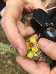 Verbascum creticum