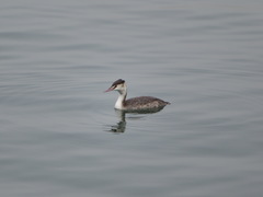 Podiceps cristatus