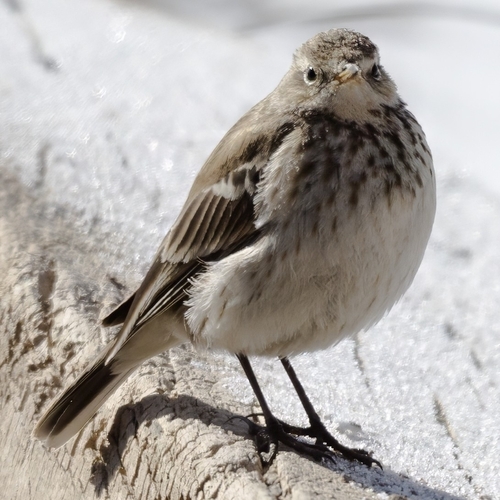 Water Pipit