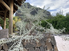 Euphorbia stenoclada image
