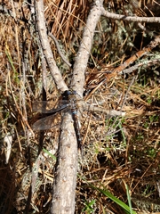 Rhionaeschna variegata