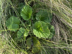 Geum capense, photograph (c) Sunčana Bradley, some rights reserved (CC BY)