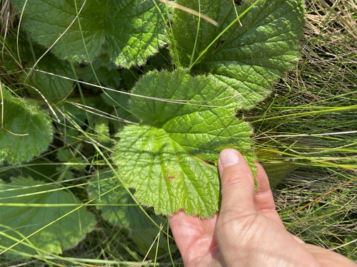 Geum capense, photograph 6