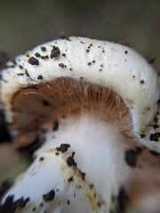 Cortinarius albofragrans