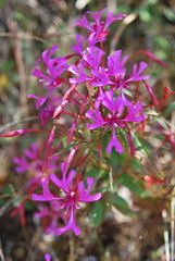 Clarkia concinna concinna