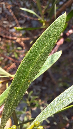 Acacia dodonaeifolia, photograph 2