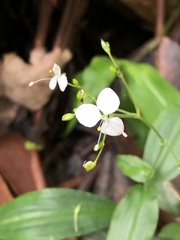 Aneilema acuminatum