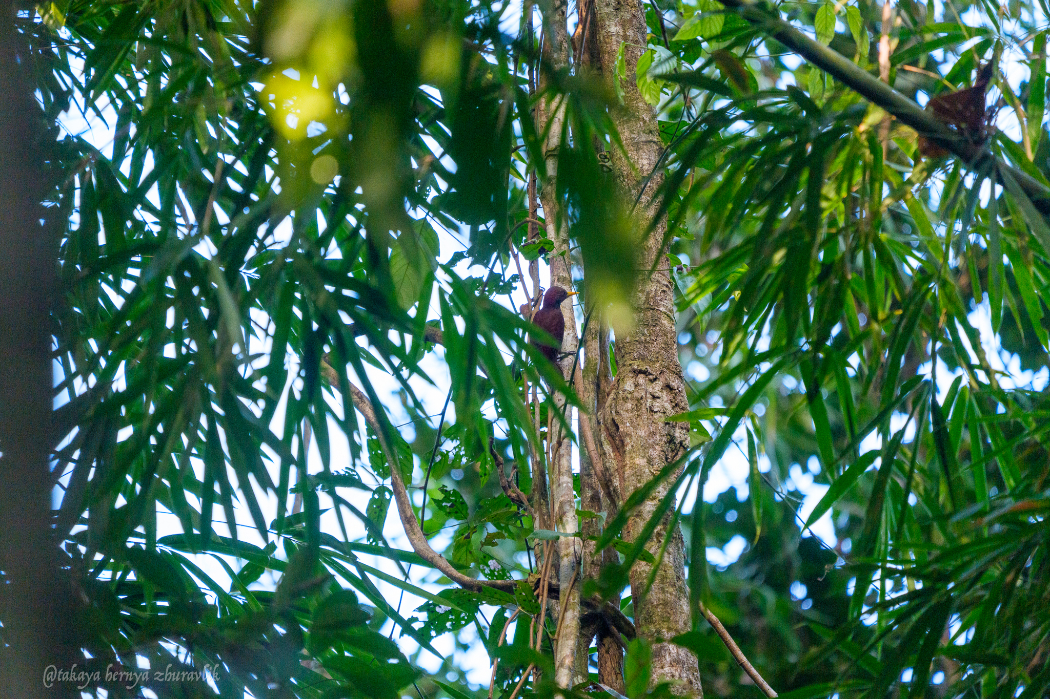 Maroon Woodpecker (Blythipicus rubiginosus), photo 3