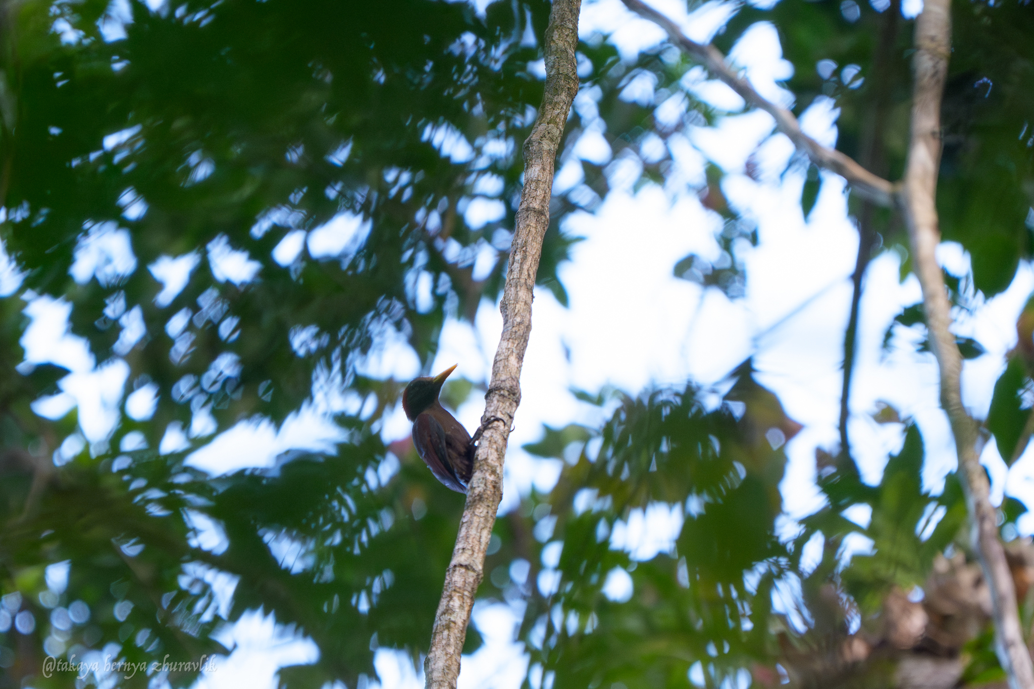 Maroon Woodpecker (Blythipicus rubiginosus), photo 4