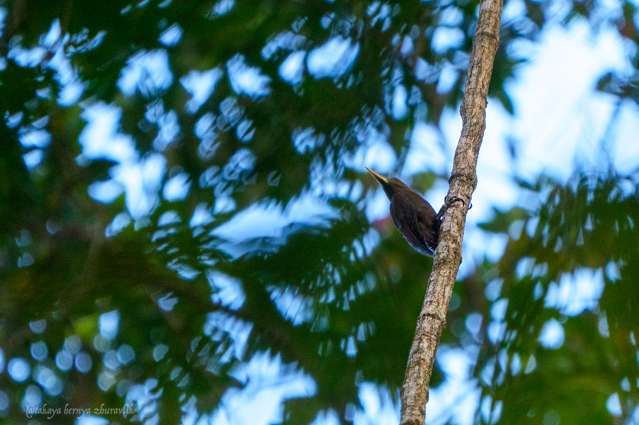 Maroon Woodpecker (Blythipicus rubiginosus), photo 2