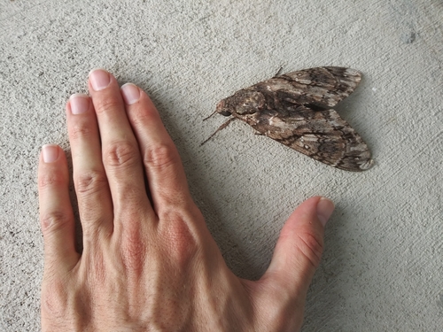 Giant Sphinx photo 4