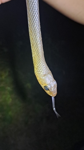 Chinese Ratsnake, Ptyas korros