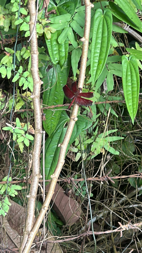 Neurothemis terminata