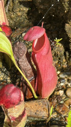 Nepenthes mirabilis