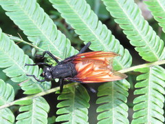 Protomydas rubidapex