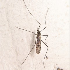 Erioconopa
