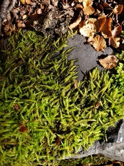 Acrocladium auriculatum
