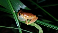 Dendropsophus bifurcus