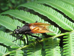 Protomydas rubidapex