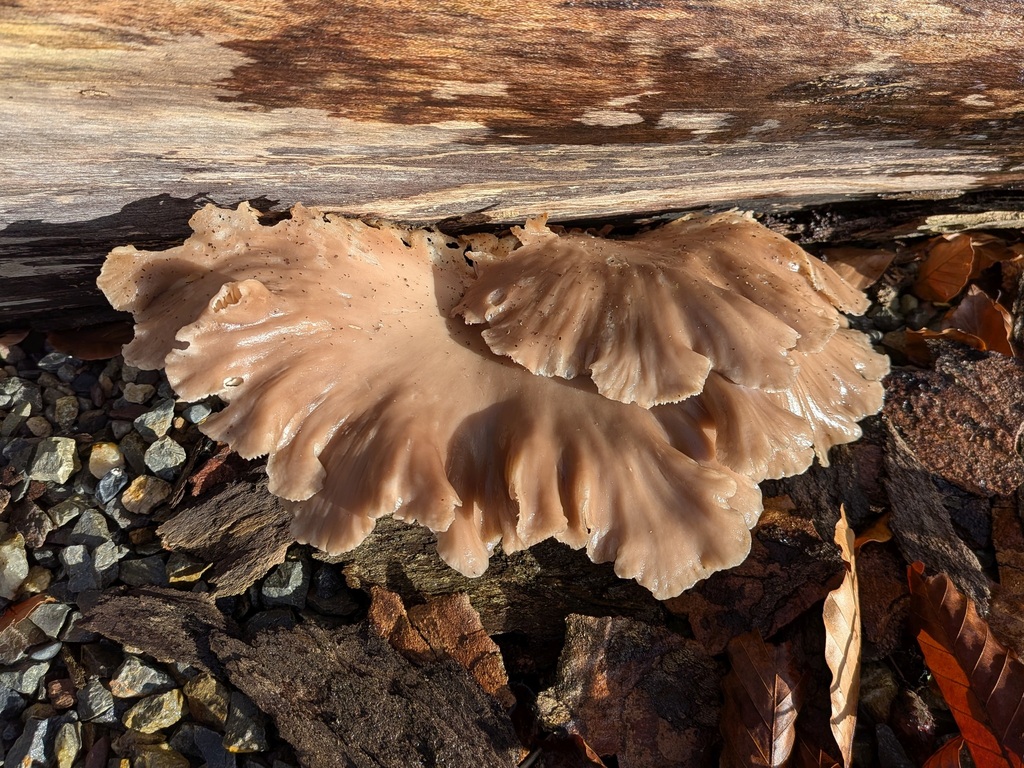 Pleurotus ostreatus · February 2026 · photo: © swimjamie (iNaturalist, cc0)
