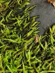 Acrocladium auriculatum