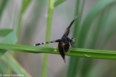 Erythrodiplax attenuata