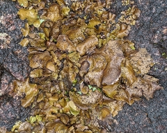 Dermatocarpon reticulatum