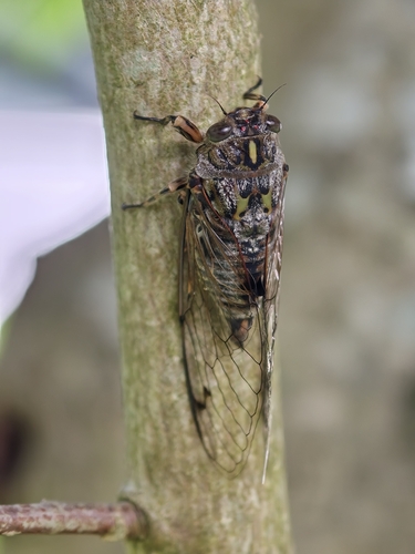 Amphipsalta cingulata (Fabricius, 1775)