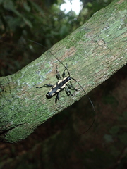 Colobothea cassandra