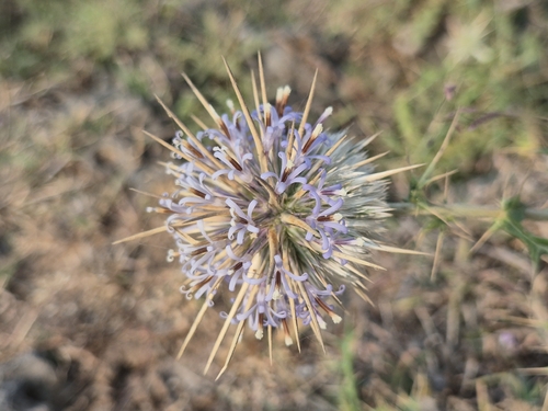 Indian Globe Thistle (Echinops echinatus)