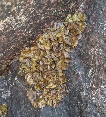 Dermatocarpon reticulatum