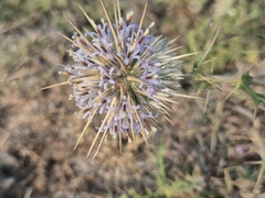 Echinops echinatus, photograph (c) Ramesh Shenai, some rights reserved (CC BY)