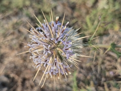 Echinops echinatus, photograph (c) Ramesh Shenai, some rights reserved (CC BY)