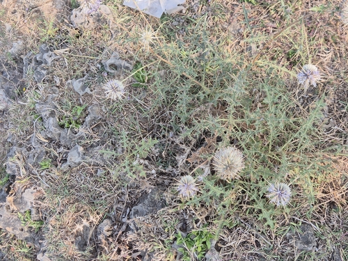 Echinops echinatus, photograph 5
