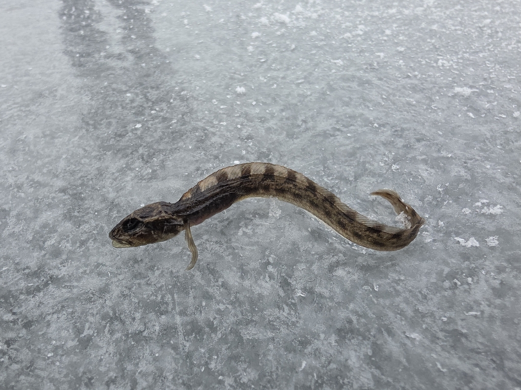 Eelpout (Zoarces viviparus) — Zoarcidae
