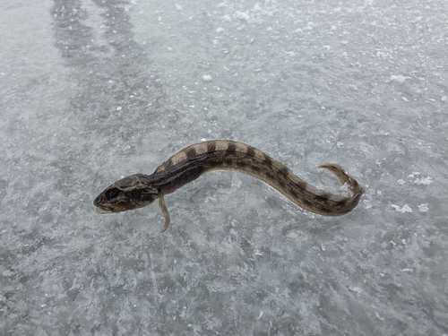 Eelpout (Zoarces viviparus) — Zoarcidae