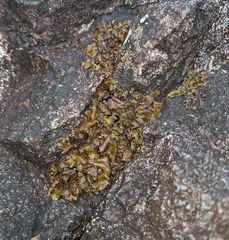 Dermatocarpon reticulatum