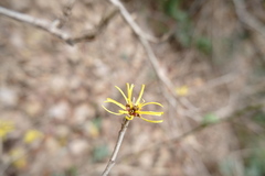 Hamamelis mollis, photograph (c) 王天明, some rights reserved (CC BY)