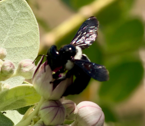 Big-headed Large Carpenter Bee