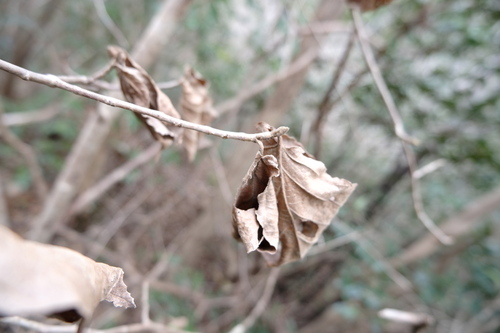 Hamamelis mollis, photograph 3