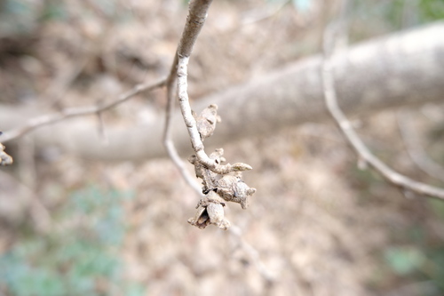 Hamamelis mollis, photograph 2