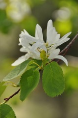 Amelanchier cusickii