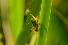 Scotussa impudica
