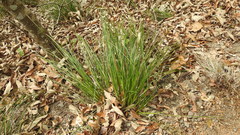 Carex makinoensis