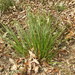Carex makinoensis - Photo (c) ming110, algunos derechos reservados (CC BY-NC), subido por ming110