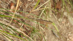 Carex makinoensis
