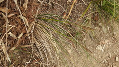 Carex makinoensis