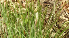 Carex makinoensis